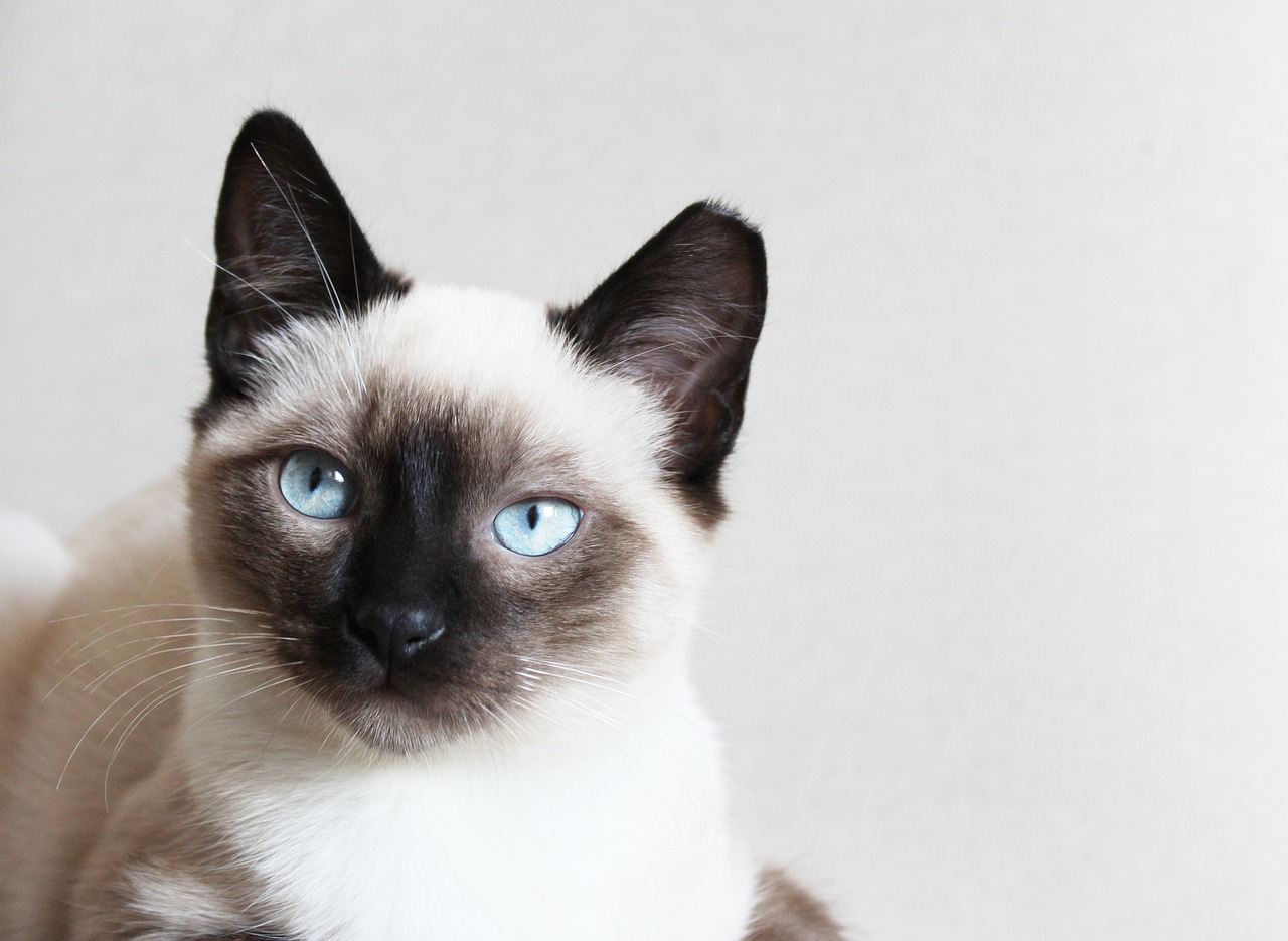 Sziámi macska fekszik