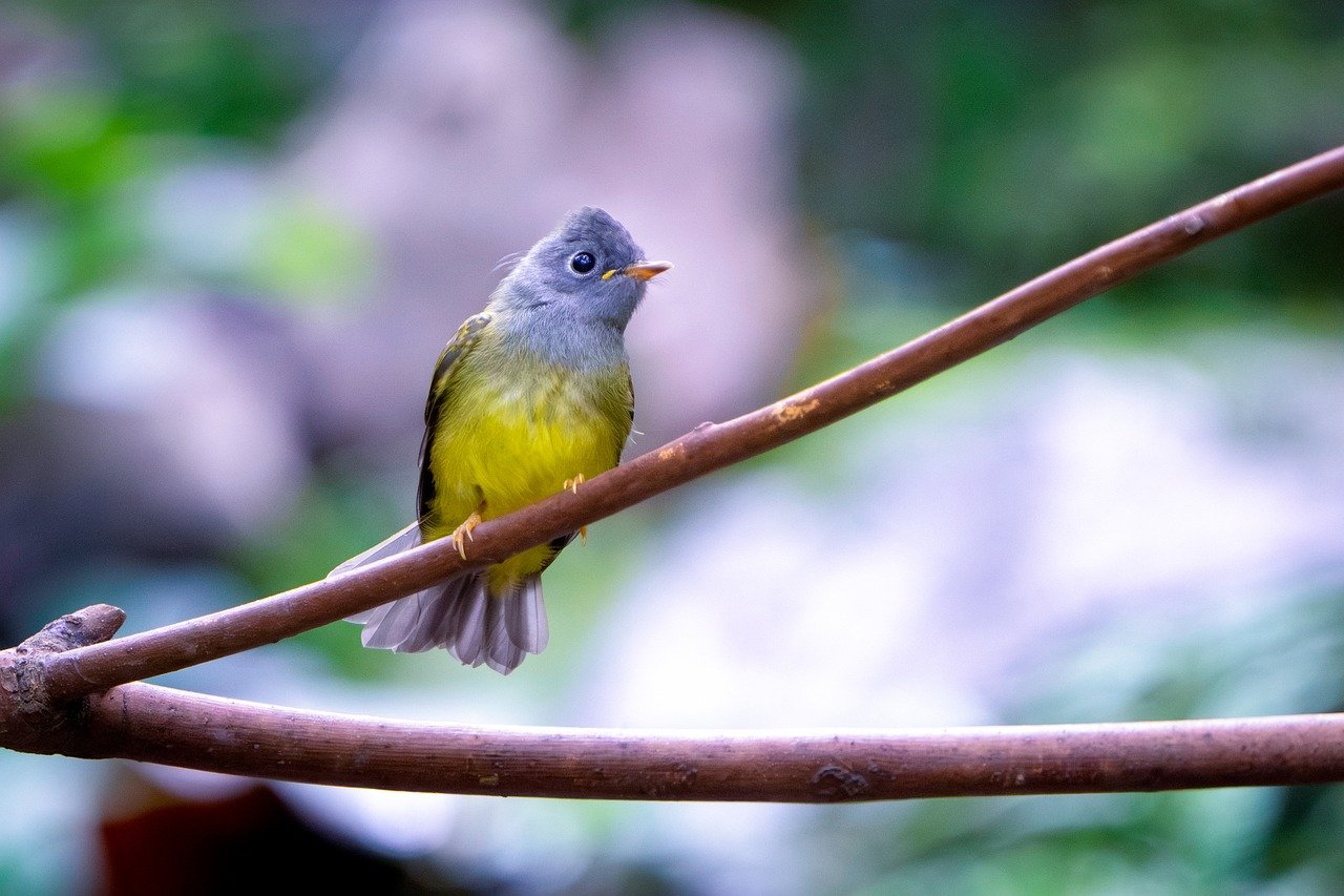 Színes kanári madár