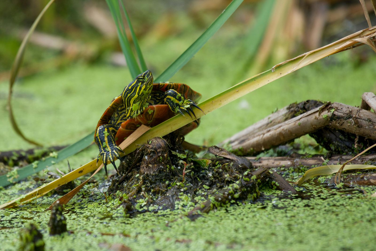 Mocsári teknős a mocsárban