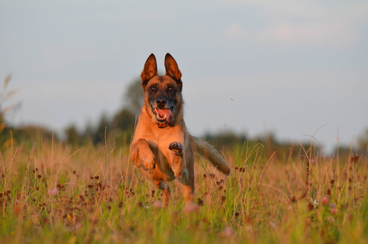 Belga malinois