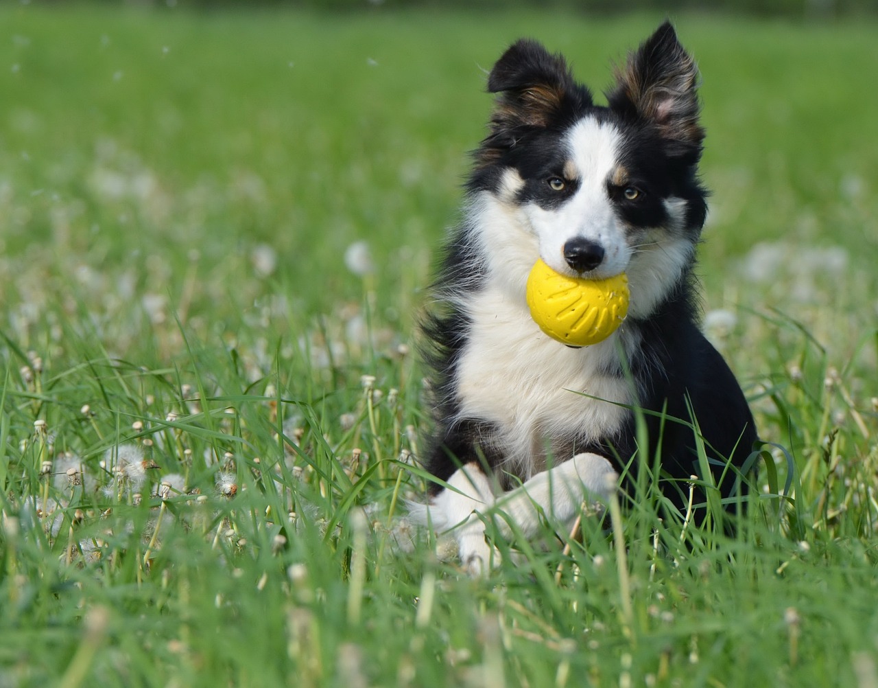 Border Collie kölyök