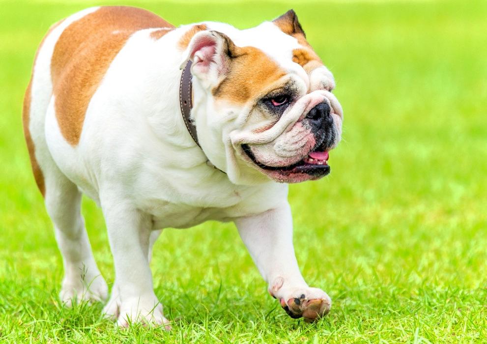 Angol bulldog