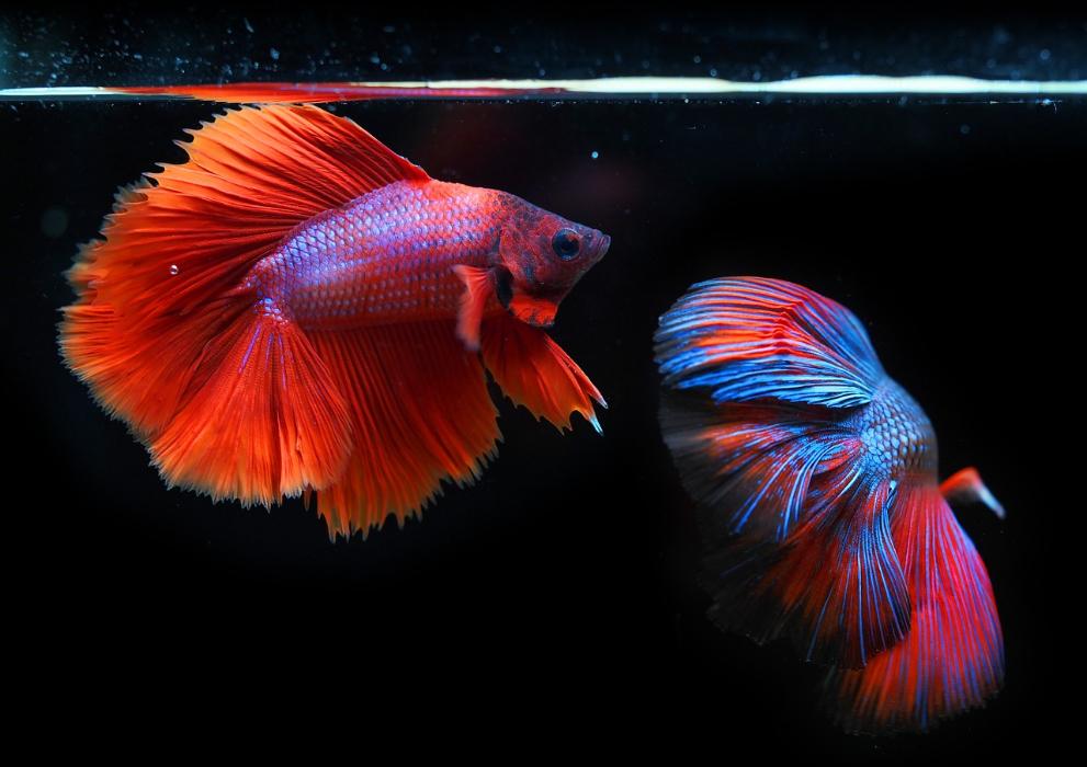 Sziámi harcos halak